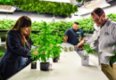 New York State's Cannabis Industry Reaches New Milestones with 150th Dispensary and $421.2 Million in Sales