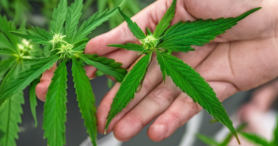 DEA's Proposal to Reschedule Marijuana Sparks Significant Public Interest and Regulatory Debate