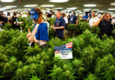 Amendment 3: Florida's Pivotal Vote on Recreational Marijuana Legalization