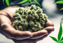 Cannabis Industry on the Brink: Legislative Changes, Market Growth, and Federal Prospects