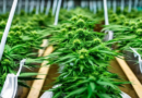 Crackdown on Unlicensed Cannabis Operations and Tilray's Resilient Growth Amid Challenges