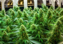 New Hampshire Veto Highlights Divides in Cannabis Cultivation Regulation