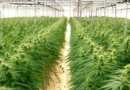 New Jersey Hemp Law Partially Overturned: Federal Judge's Ruling Sparks Legislative Reevaluation