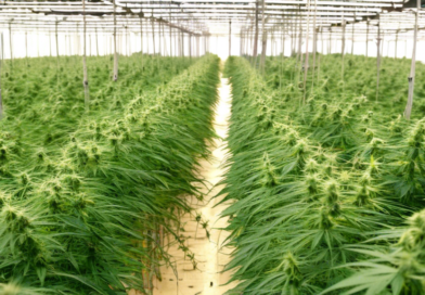 New Jersey Hemp Law Partially Overturned: Federal Judge's Ruling Sparks Legislative Reevaluation