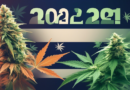 2024 State Elections Spotlight: Mixed Results and Ongoing Challenges in Cannabis Legalization