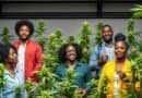 Empowering Dreams: How Black Entrepreneurs Are Shaping the Cannabis Industry and Claiming Their Share of the Market