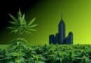 The Dark Side of Legal Cannabis: How Corporate Greed is Threatening the Industry's Integrity